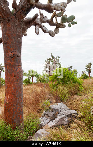 Santa Fe land Iguana (Conolophus pallidus) auf Rock am Kaktus, Santa Fe, Galapagos Stockfoto