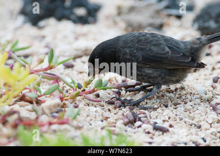 Kleine Grundfinken (Geospiza fuliginosa) Nahrungssuche am Boden. Santa Cruz Island, Galapagos, Juni. Stockfoto