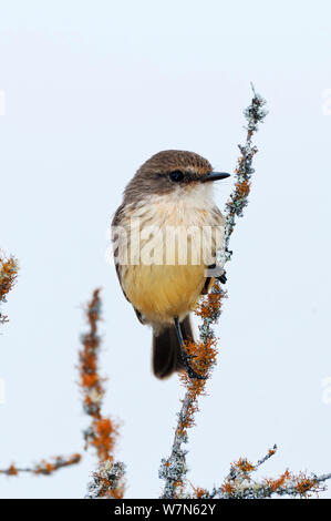 Zinnoberrot schopftyrann (Pyrocephalus rubinus) Weibliche thront. Galapagos, Ecuador, Dezember. Stockfoto