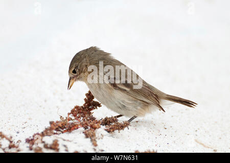 Green warbler Finch (Certhidea olivacea) Futter für Saatgut, Gardner Bay, EspanÞola (Haube) Island, Galapagos, Ecuador, Juni. Stockfoto