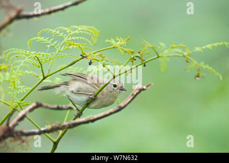 Green warbler Finch (Certhidea olivacea) auf Farn Wedel, Media Luna, Santa Cruz Highlands, Galapagos, Ecuador, Juni. Stockfoto