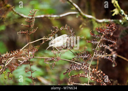 Green warbler Finch (Certhidea olivacea) auf Farn Wedel, Media Luna, Santa Cruz Highlands, Galapagos, Ecuador, November. Stockfoto