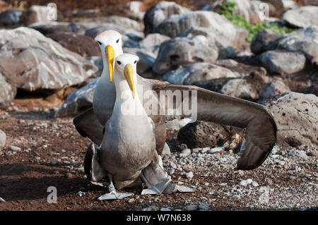 (Phoebastria irrorata winkte Albatross) umwerben koppeln. Punta Cevallos, Espanola (Haube) Island, Galapagos, Ecuador, Mai. Stockfoto