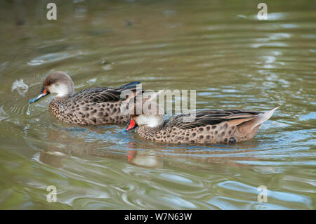 Bahamaenten (Anas bahamensis) auf Wasser, männlich im Vordergrund mit rotem Schnabel. Galapagos, Ecuador, Juni. Stockfoto