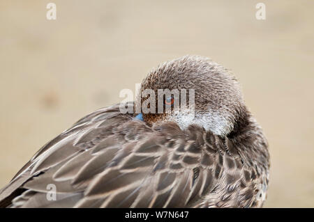 Weiß ist pintail (Anas bahamensis) ruht mit Schnabel im Gefieder. Galapagos, Ecuador, November. Stockfoto