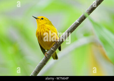 Yellow Warbler (Dendroica petechien) männlich, im Laub thront, Cerro Paja, Insel Floreana, Galapagos, Ecuador, Juni. Stockfoto