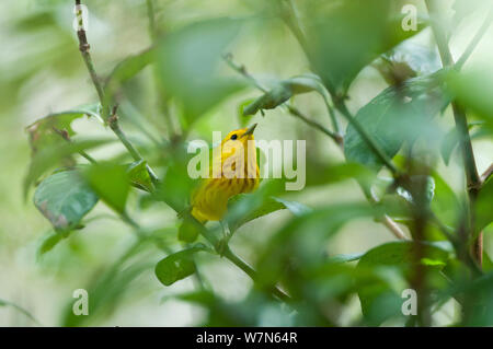 Yellow Warbler (Dendroica petechien) männlich, im Laub thront, Cerro Paja, Insel Floreana, Galapagos, Ecuador, Juni. Stockfoto