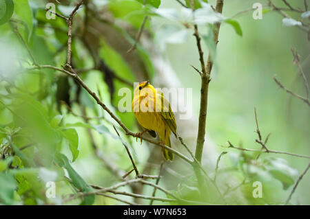 Yellow Warbler (Dendroica petechien) männlich im Laub thront, Cerro Paja, Insel Floreana, Galapagos, Ecuador, Juni. Stockfoto