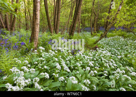 Bärlauch/Bärlauch/Bärlauch (Allium ursinum) und Glockenblumen (Endymion nonscriptus) Blüte im sommergrünen Wäldern. Nationalpark Peak District, Derbyshire, UK, Mai, 2009. Stockfoto