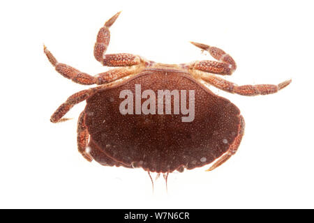 Taschenkrebse (Cancer pagurus) gegen den weißen Hintergrund. Von der Isle of Skye, Innere Hebriden, Schottland, Großbritannien. Stockfoto