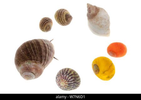 Auswahl von Meeresschnecken allgemein in den Felsenpools gefunden, im Uhrzeigersinn von links oben: strandschnecke (Littorina compressa/Eques), Dogwhelk (Nucella lapillus/Thaius lapillus), gemeinsame Wohnung strandschnecke (Littorina obtusata), Lila (Topshell Gibbula umbilicalis), essbare Strandschnecke (Littorina Millionenstadt) gegen den weißen Hintergrund. Von der Isle of Skye, Innere Hebriden, Schottland, Großbritannien. Stockfoto