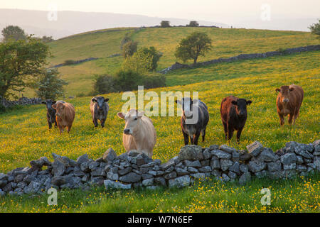 Kühe (Bos taurus) im Bereich der Butterblumen über Trockenmauer suchen. Nationalpark Peak District, Derbyshire, UK, Mai 2012. Stockfoto