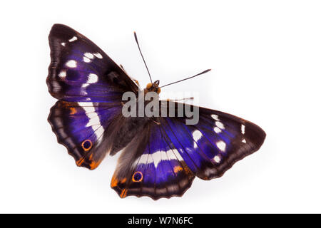 Lila Kaiser Schmetterling (Colias Iris) Männer mit Flügeln öffnen, gegen den weißen Hintergrund. Captive, UK. Stockfoto