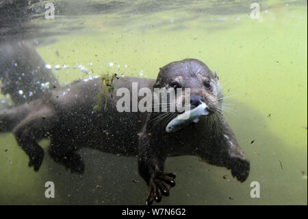 Europäischer fluss Fischotter (Lutra lutra) fängt einen Fisch, Unterwasser, Captive, Elsass, Frankreich Stockfoto