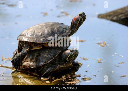 Zwei Rotwangen-schmuckschildkröte/Schildkröte, eine auf die andere (TRACHEMYS SCRIPTA elegans) unverlierbaren, Elsass, Frankreich Stockfoto