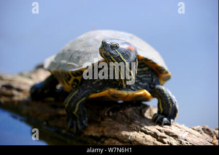 Rotwangen-schmuckschildkröte/Schildkröte Sonnenbaden auf den versunkenen Zweig (TRACHEMYS SCRIPTA elegans) unverlierbaren, Elsass, Frankreich Stockfoto