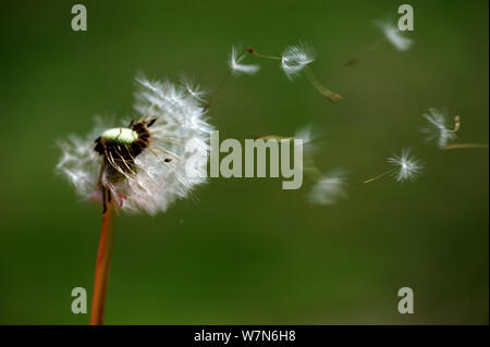 Löwenzahn (Taraxacum officinale) Samen in den Wind Elsass, Frankreich Stockfoto