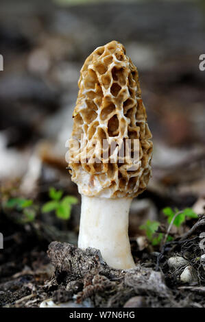 Gemeinsame morel Pilz (Morchella esculenta), Elsass, Frankreich Stockfoto