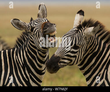 Zuschüsse Zebras (Equus quagga) zwei Personen interagieren, Ngorongoro Krater, Tansania Stockfoto