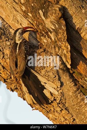 Red-billed Hornbill (Tockus erythrorhynchus) Ernährung sein Gehilfe, der in seinem Nest im Baum abgedichtet ist. Dieses Nest hatte eine Eingangstür und eine Hintertür, eine Tür ist, wo das Männchen füttert das Weibchen und eine weitere Tür auf der rechten Seite der lange Schatten. Tarangire Nationalpark, Tansania. Stockfoto