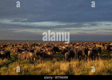 Wildbeest (connochaetes Taurinus) so weit das Auge reicht von Naabi Hill, Erfassung und Migration zu kurzen Grasebenen im Süden, Serengeti National Park, Tansania sehen. In diesem Jahr, 2012, gab es massive Mengen von Tieren in dieser Migration, vielleicht nach oben von 3 Millionen Gnu, mit lokalen Führern, dass sie noch nie so viele Tiere gesehen hatte. Stockfoto