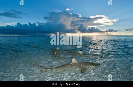 Schwarzspitzen riff Shark (Carcharhinus Melanopterus) Schwimmen im seichten Wasser in der Dämmerung, Aldabra Atoll, Seychellen, Indischer Ozean Stockfoto