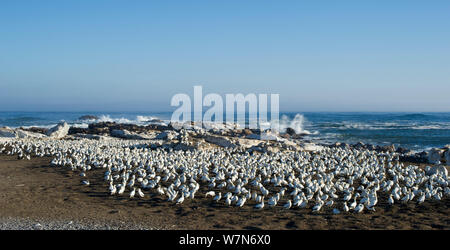 Kap Basstölpel (Morus capensis) große Kolonie auf Bird Island, Lambert's Bay, Südafrika. Yves Chesselet (Kap) fängt Kaptölpel Jugendliche aus der Kolonie auf Bird Island. Die Vögel wurden von ihren Eltern verlassen. Nach der Basstölpel erfassen wurden SANCCOB für Handaufzucht gesendet und wieder zurück in die Wilden. Der Südafrikanischen Stiftung für die Erhaltung der Küstenvögel (SANCCOB). Stockfoto