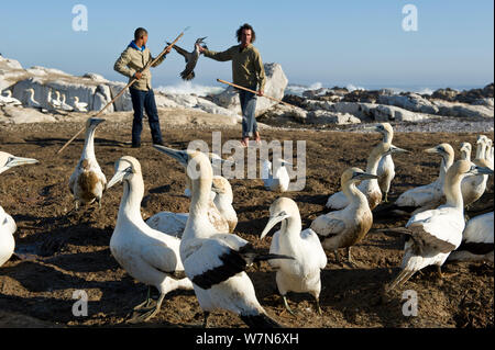 Yves Chesselet (Kap) fängt Kaptölpel Jugendliche (morus capensis) von der Kolonie auf Bird Island, Lambert's Bay, Südafrika Mai 2012. Die Vögel wurden von ihren Eltern verlassen. Nach der Basstölpel erfassen wurden SANCCOB für Handaufzucht gesendet und wieder zurück in die Wilden. Der Südafrikanischen Stiftung für die Erhaltung der Küstenvögel (SANCCOB). Stockfoto