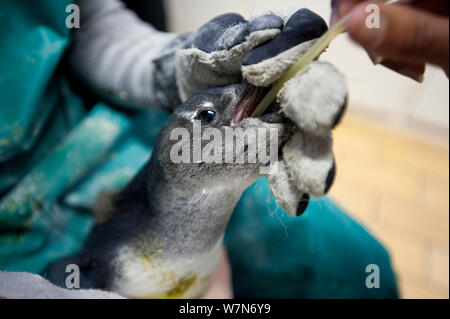 Black footed Penguin (Spheniscus demersus) von Hand gefüttert Rehydratation Flüssigkeit an der Südafrikanischen Stiftung für die Erhaltung der Küstenvögel (SANCCOB) Kapstadt, Südafrika 2011 Stockfoto