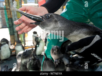 Black footed Penguin (Spheniscus demersus) werden von Hand im Rahmen der Rehabilitation an der Südafrikanischen Stiftung für die Erhaltung der Küstenvögel (SANCCOB), Kapstadt, Südafrika 2011 Fed Stockfoto