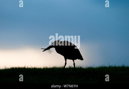 Gestreift grün Heron (Butorides striatus) mit Libelle Beute, Aldabra Atoll, Seychellen, Indischer Ozean Stockfoto