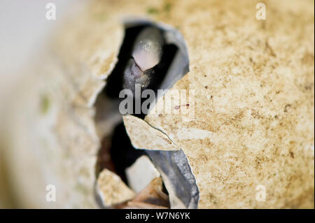 Black footed Penguin (Spheniscus demsersus) Küken Bruteier innerhalb einer kleinen Inkubator an der Südafrikanischen Stiftung für die Erhaltung der Küstenvögel (SANCCOB), die Eier aus dem wilden Kolonien aufgegeben sammelt. Die Vögel werden von Hand aufgezogen an SANCCOB mit dem Ziel der Freigabe in die wilden, Südafrika Stockfoto