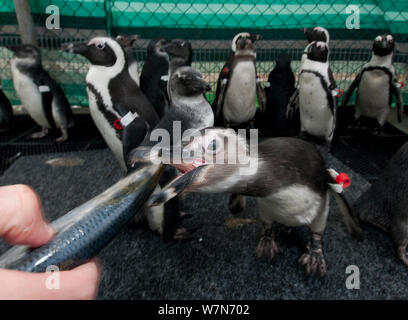 Black footed Penguin (Spheniscus demersus) von Hand gefüttert als Teil der eehabilitation an der Südafrikanischen Stiftung für die Erhaltung der Küstenvögel (SANCCOB) Kapstadt, Südafrika Stockfoto