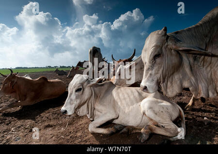 Rinder, die Orma Dorf, nomadisierende Stämme leben im Tana River Delta, Kenia, Ostafrika 2012 Stockfoto