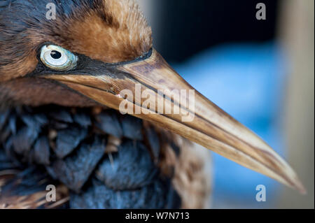 Kaptölpel (Morus capensis) in Öl bedeckt, in der Rehabilitation an der Südafrikanischen Stiftung für die Erhaltung der Küstenvögel (SANCCOB) Kapstadt, Südafrika Stockfoto