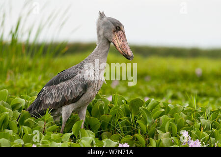 Wal vorangegangen Stork (Balaeniceps Rex), Lake Albert, Uganda, Ostafrika Stockfoto