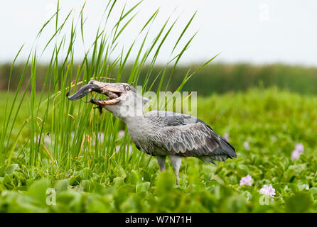 Wal vorangegangen Stork (Balaeniceps Rex), Fische zu fangen, Lake Albert, Uganda, Ostafrika Stockfoto