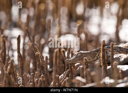 Nilkrokodil (Crocodylus niloticus) in mangrovenwurzeln von Tana River Delta, Kenia, Ostafrika getarnt Hatchling" Stockfoto