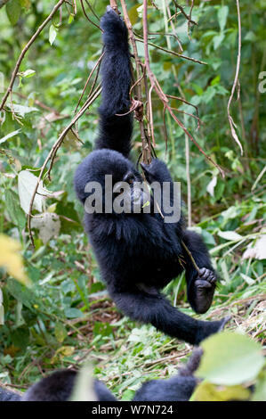 Mountain Gorilla (Gorilla Gorilla) juvenile Schwingen von Ast, Bwindi Impenetrable Forest, Uganda, Ostafrika Stockfoto