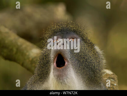 Blue Monkey (Cercopithecus mitis) Gähnen. Arusha Nationalpark, Tansania. Stockfoto