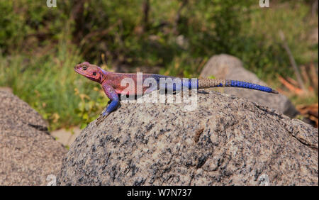 Rothaarige Rock Agama (Agama agama) Sonnen auf einem Felsen. Die Spitze seines Schwanzes scheint sich zu regenerieren. Naabi Hill, Serengeti, Tansania. Stockfoto