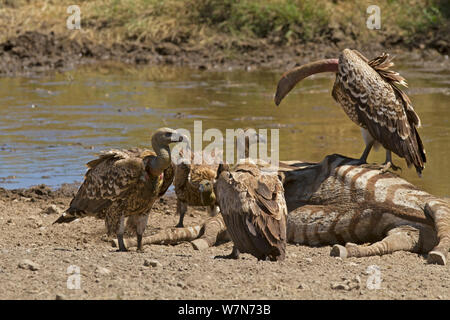 Ruppell's Gänsegeier (Tylose in Rueppellii), auf Zebra Karkasse und in weit mit zwei weißen Linken-backed Geier (Tylose in Africanus) an der Vorder- und Rückseite. Serengeti, Tansania. Stockfoto