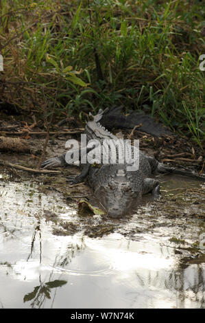 Salzwasser Krokodil (Crocodylus porosus), Wasser, Kakadu National Park, Northern Territory. Australien. Stockfoto