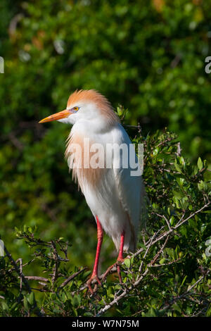 Kuhreiher (Bubulcus ibis) Zucht im Gefieder, auf Zweig thront, Everglades National Park, Florida, USA, April Stockfoto