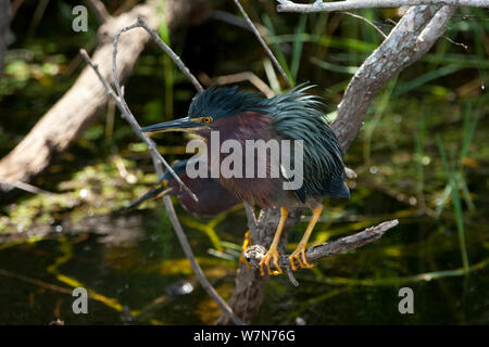 Green Heron (Butorides Virescens) hockend auf Zweig wartet auf Beute, Everglades National Park, Florida, USA, kann Stockfoto