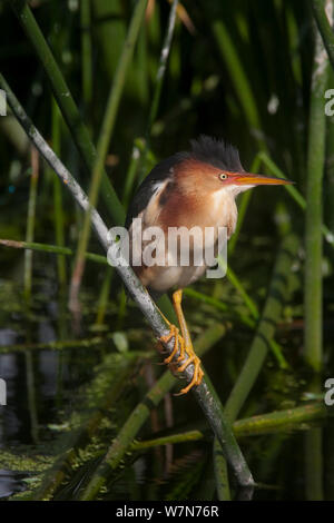 Mindestens Rohrdommel (Ixobrychus exilis), Erwachsenen auf dem Schilf gehockt, Everglades NP, South Florida, USA, kann Stockfoto