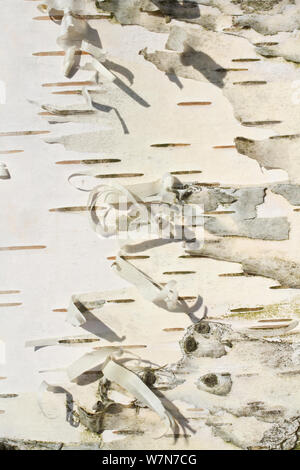 Detail der peeling Hänge-birke (Betula pendula) Rinde. Naturschutzgebiet Kleiner Fallstein, Hoppenstedt, Sachsen-Anhalt, Deutschland, März. Stockfoto