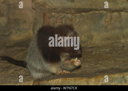 Northern Luzon riesige Wolke Ratte (Phloeomys pallidus) eingezogen. Gefangen. Endemisch auf den Philippinen. Stockfoto