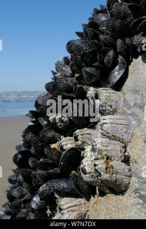 Weitwinkelansicht Acorn barnacles (Balanus perforatus) auf Felsen neben gemeinsamen Miesmuscheln (Mytilus edulis) mit Massen von sehr jungen Seepocken befestigt und kürzlich cyprid larvea in den Prozess der Verkalkung an der Felswand und Muschel- und Muscheln, Seepocken ausgesetzt niedrig an der Küste bei Ebbe, Rhossili, die Halbinsel Gower, Großbritannien, Juli. Stockfoto