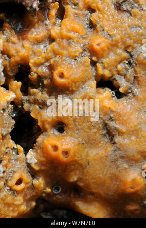 Nahaufnahme von Orange Form der Breadcrumb Schwamm (Halichondria panicea) wachsende auf Felsen auf einer niedrigen Spring Tide ausgesetzt. Rhossili, die Halbinsel Gower, Großbritannien, Juli. Stockfoto